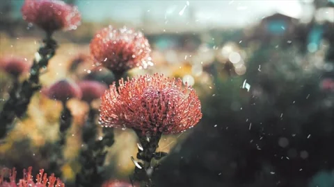 Spring Snowfall on Blooming Trees and Plants Stock Footage 330277902