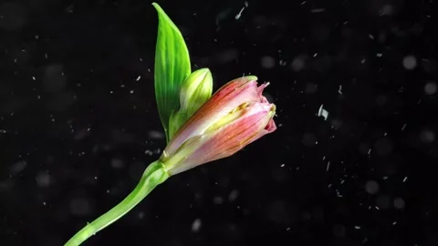 Spring Snowfall on Blooming Trees and Plants Stock Footage 330277903