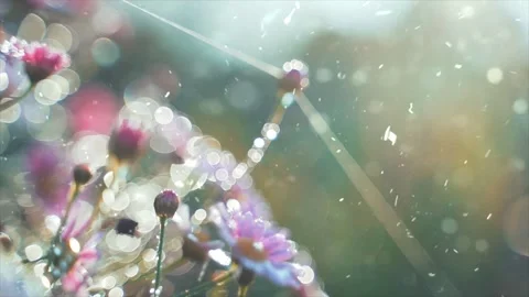 Spring Snowfall on Blooming Trees and Plants Stock Footage 330277904