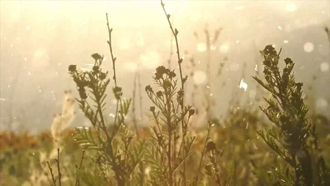 Spring Snowfall on Blooming Trees and Plants Stock Footage 330277940