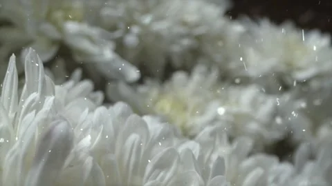 Spring Snowfall on Blooming Trees and Plants Stock Footage 330277951