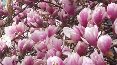 Spring Snowfall on Blooming Trees and Plants Stock Footage 330277966