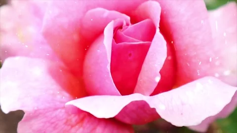 Spring Snowfall on Blooming Trees and Plants Video stock 330277967