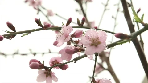 Spring Snowfall on Blooming Trees and Plants Stock Footage 330277972