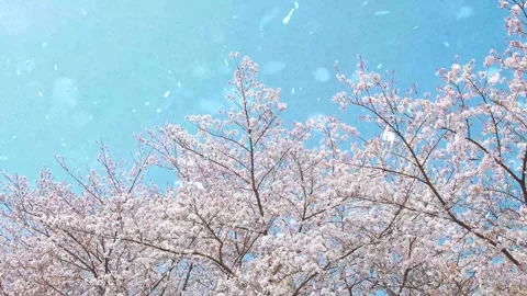 Spring Snowfall on Blooming Trees and Plants Stock Footage 330277978
