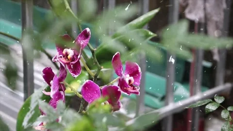 Spring Snowfall on Blooming Trees and Plants Stock Footage 330277987