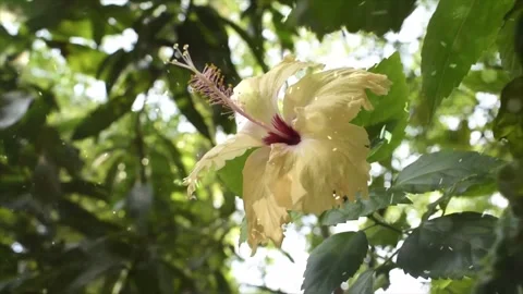 Spring Snowfall on Blooming Trees and Plants Stock Footage 330278019
