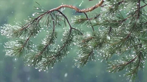 Spring Snowfall on Blooming Trees and Plants Video stock 330278024