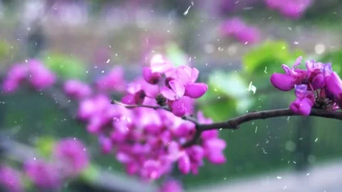 Spring Snowfall on Blooming Trees and Plants Vídeo Stock 330278042
