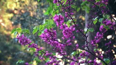 Spring Snowfall on Blooming Trees and Plants Stock Footage 330278070