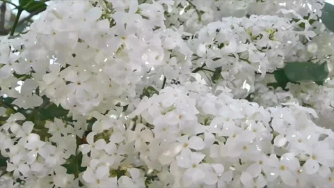 Spring Snowfall on Blooming Trees and Plants Stock Footage 330278080