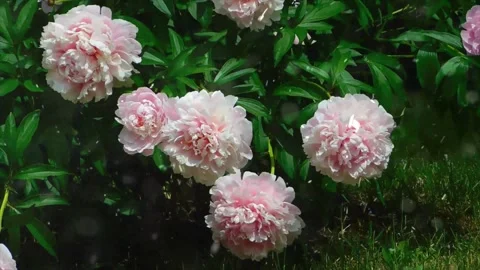 Spring Snowfall on Blooming Trees and Plants Stock Footage 330278089