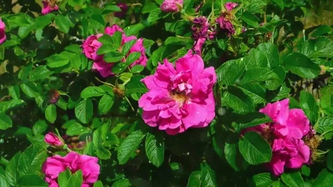 Spring Snowfall on Blooming Trees and Plants Video stock 330278099