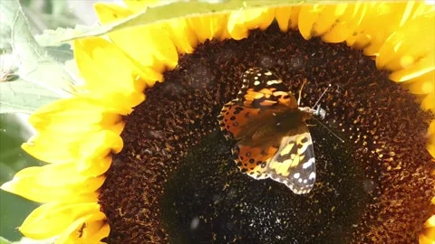 Spring Snowfall on Blooming Trees and Plants Stock Footage 330278107