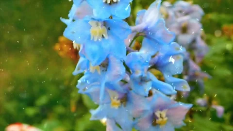 Spring Snowfall on Blooming Trees and Plants Stock Footage 330278112