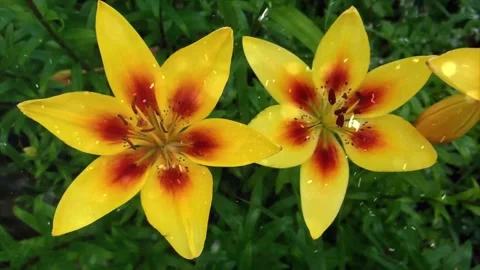 Spring Snowfall on Blooming Trees and Plants Stock Footage 330278117