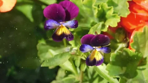 Spring Snowfall on Blooming Trees and Plants Video stock 330278136