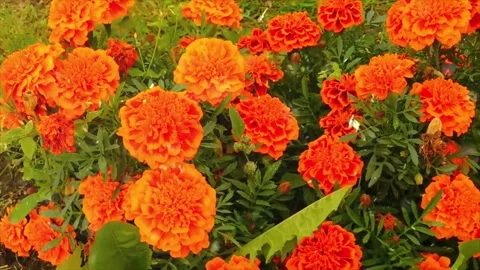 Spring Snowfall on Blooming Trees and Plants Video stock 330278137