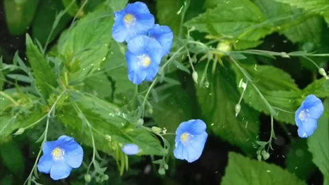 Spring Snowfall on Blooming Trees and Plants Stock Footage 330278144