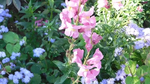 Spring Snowfall on Blooming Trees and Plants Video stock 330278167