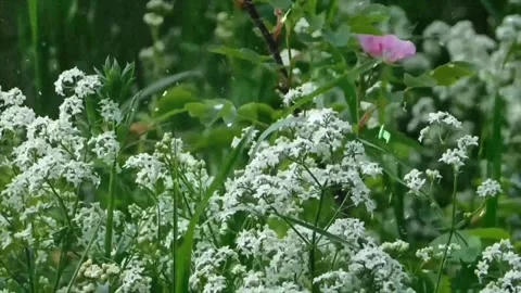 Spring Snowfall on Blooming Trees and Plants Video stock 330278170