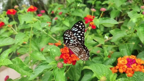 Spring Snowfall on Blooming Trees and Plants Stock Footage 330278171