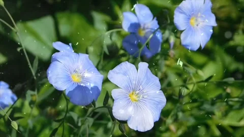 Spring Snowfall on Blooming Trees and Plants Stock Footage 330278188