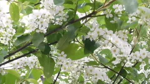 Spring Snowfall on Blooming Trees and Plants Stock Footage 330278189
