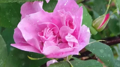 Spring Snowfall on Blooming Trees and Plants Video stock 330278190