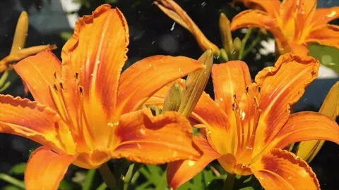 Spring Snowfall on Blooming Trees and Plants Video stock 330278209