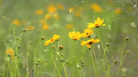 Spring Snowfall on Blooming Trees and Plants Stock Footage 330278211