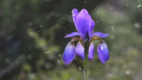 Spring Snowfall on Blooming Trees and Plants Video stock 330278239