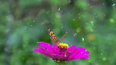 Spring Snowfall on Blooming Trees and Plants Video stock 330278249