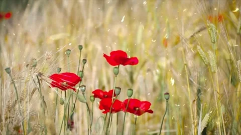 Spring Snowfall on Blooming Trees and Plants Stock Footage 330278264