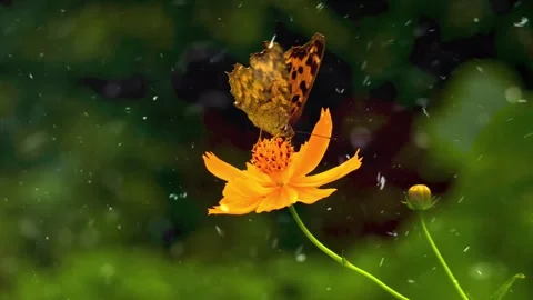 Spring Snowfall on Blooming Trees and Plants Stock Footage 330278291