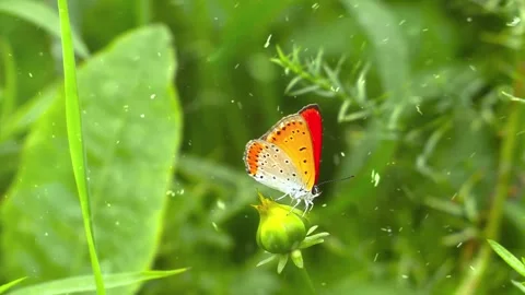 Spring Snowfall on Blooming Trees and Plants Stock Footage 330278301