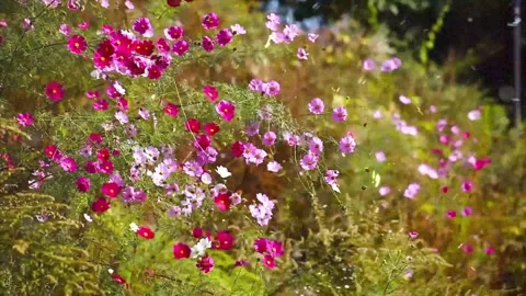 Spring Snowfall on Blooming Trees and Plants Stock Footage 330278313