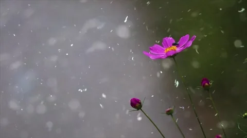 Spring Snowfall on Blooming Trees and Plants 스톡 동영상 330278322