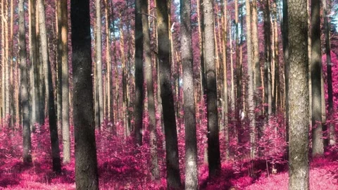 Spring Snowfall on Blooming Trees and Plants Stock Footage 330278376