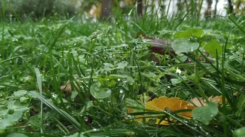 Spring Snowfall on Blooming Trees and Plants Video stock 330280444