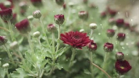 Spring Snowfall on Blooming Trees and Plants Stock Footage 330280913