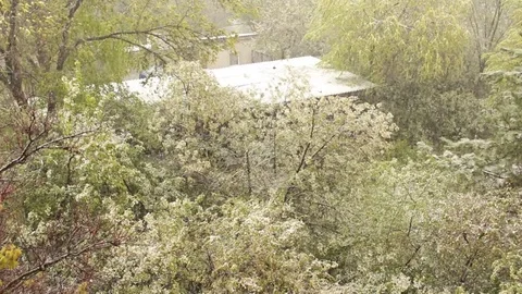 Spring snowfall in the blossomed park Stock Footage 75048731