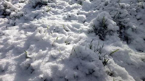 Spring snowfall covers vibrant green grass in a serene landscape Stock Photos