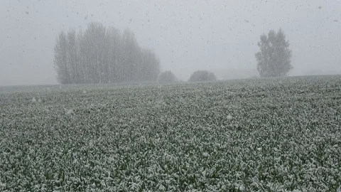 Spring snowfall on  field with green wheat sprouts Stock Footage 76709347