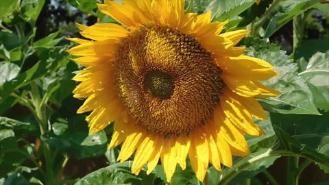 Spring Snowfall on Sunflowers Stock Footage 330278145