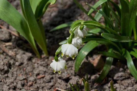 Spring snowflake is blooming. Stock Photos