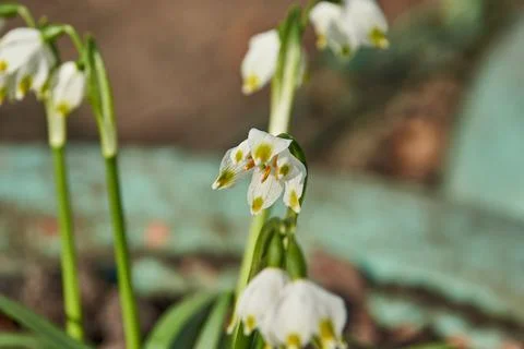 Spring snowflake is blooming. Stock Photos