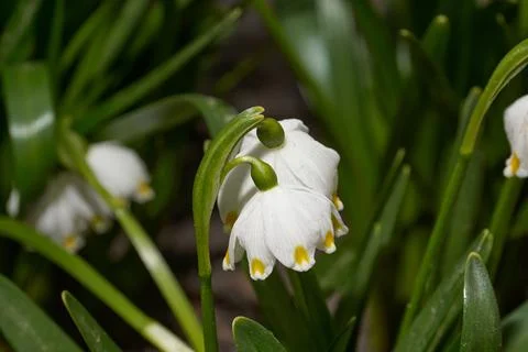 Spring snowflake is blooming. Stock Photos