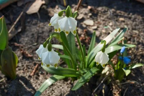 Spring snowflake is blooming. Stock Photos