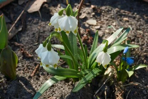 Spring snowflake is blooming. Stock Photos